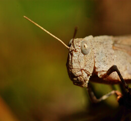 grasshopper on a branch