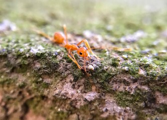 Weaver ants