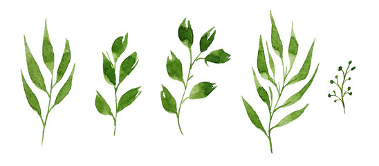 Set of watercolor rose design elements, flowers, leaves, twigs, shoots, branches, botanical illustration isolated on white background