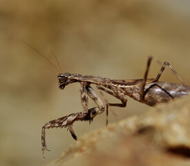 praying mantis on the ground