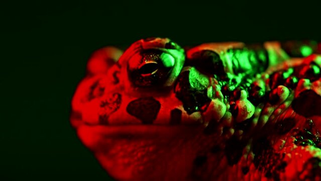 Beautiful ground toad close-up night shot under neon red colorful light. Natterjack breathing and looking at camera. Amazing frog blinks eyes, stirs nostrils, macro footage. Dark background.