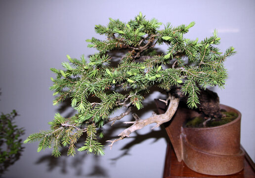 Banzai tree in the pot