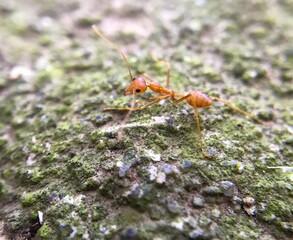 Weaver ants