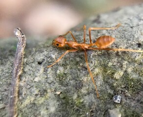 Weaver ants