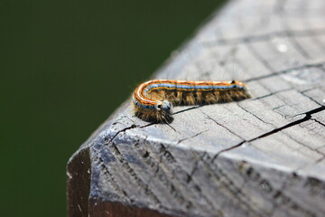 caterpillar on the board