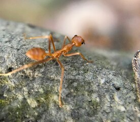 Weaver ants