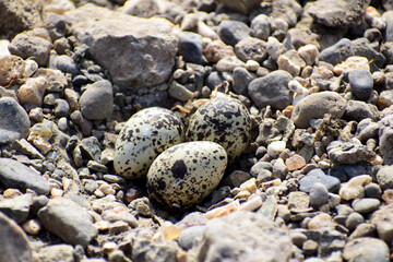 Eggs of red wattled bird in the sand stone