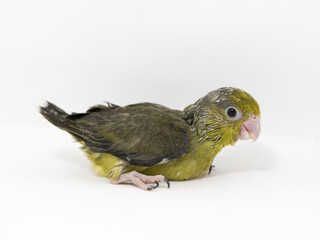 Forpus parrotlet baby bird newborn standing on white background, it is the smallest parrot in the world.