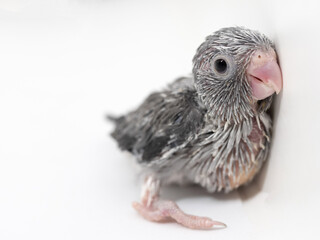 Forpus parrotlet baby bird newborn standing on white background, it is the smallest parrot in the world.