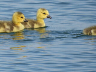 Goslings
