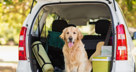 Fototapeta premium Happy golden retriever pet dog sitting inside open car boot in park