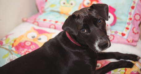 Close up of small black and white pet dog lying on bed looking to camera