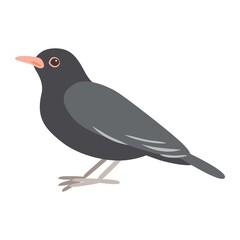 Vector illustration of a black thrush, blackbird, isolated