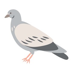 Vector illustration of a pigeon bird, isolated