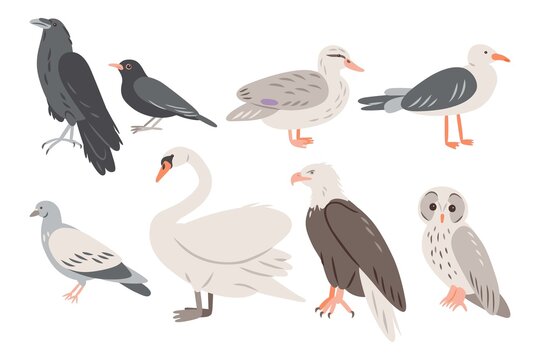 Set of different birds, vector doodle illustration, raven, swan, owl, eagle, pigeon, duck, seagull, blackbird