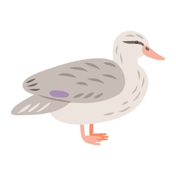 Vector illustration of a duck bird, isolated