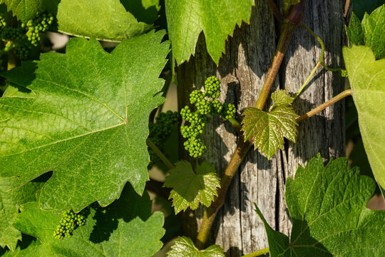 Grappe de raisin entre feuilles de vigne