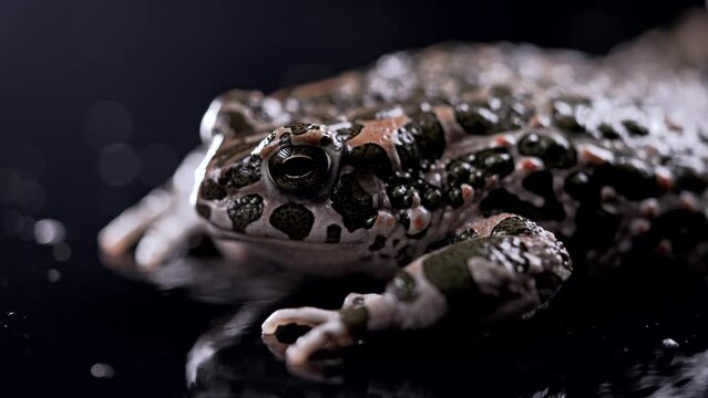 Amazing frog blinks eyes, stirs nostrils, macro. Beautiful ground toad close-up, night shot. Natterjack breathing and looking at camera. Dark background.