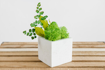 Icelandic stabilized moss in white concrete on wood and white background