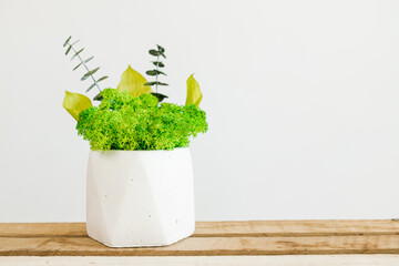 Icelandic sterilized moss in a concrete white vase for interior design. photo white background