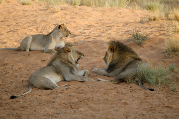 Lions in the Kgalagadi, South Africa
