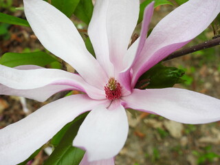 Magnolia Blossom Wide Open