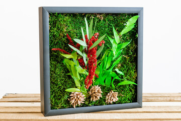 Icelandic moss in a picture with a black wooden frame on a white background