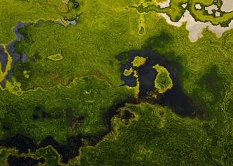 green moss background