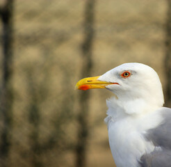 close up of a seagull