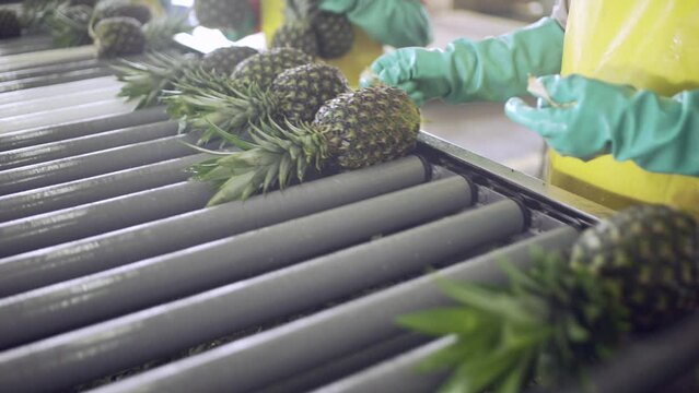 Close up of pineapples passing by in a conveyor belt selected by hands with gloves