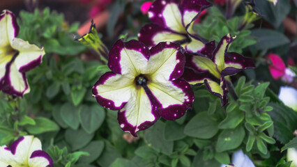 Blumen