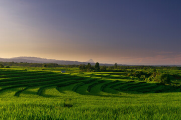 morning view on the expanse of green rice fields on a sunny day