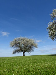 Apple Trees in Blossom