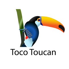 Toco Toucan Bird vector illustration.