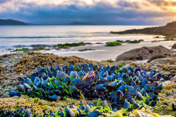 Mussels