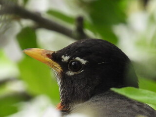 Robin Eye
