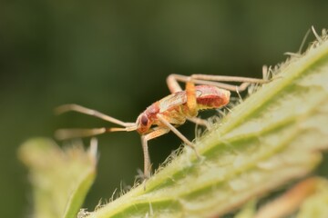 young tarnished plant bug with small wings