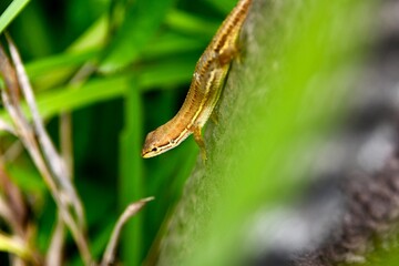 ニホンカナヘビ