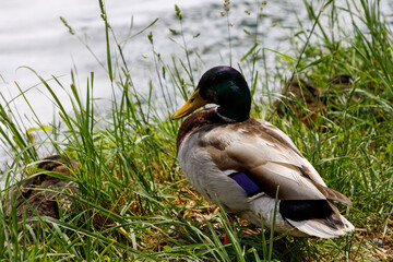 Papa duck with duckling in the grass