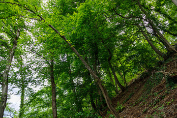 Obraz premium Trees on the hill 