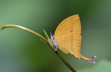 Loxura atymnus, the yamfly, is a species of lycaenid or blue butterfly found in Asia.