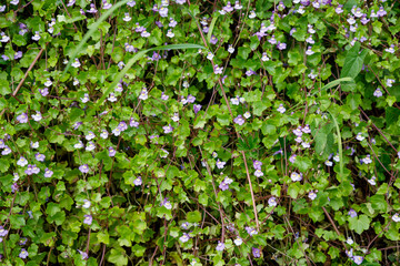 Cymbalaria muralis - Ivy-leaved Toadflax