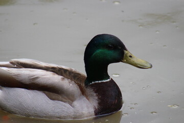 Mallard swimming in pond