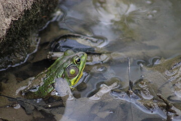 Frog hiding in pond