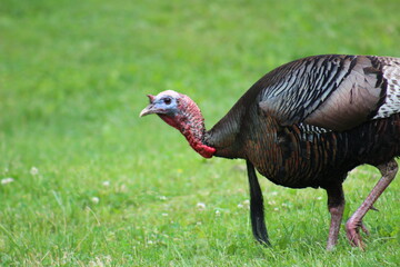 Turkey walking through park