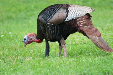Turkey walking through park