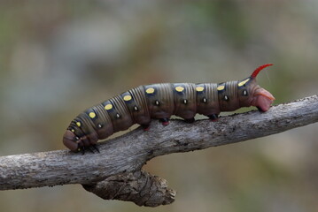 caterpillar on a branch