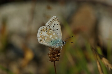butterfly on the grass