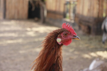portrait of a chicken