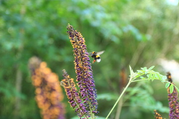 bumblebee on a flower